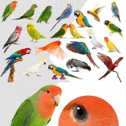 鸚鵡鳥類PNG透明免摳 4K超清素材 百度網(wǎng)盤下載