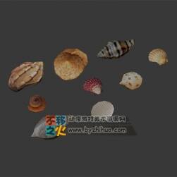 贝壳  海螺 海产 模型