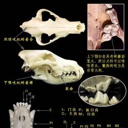 动物骨架结构 参考图片素材资料欣赏合集
