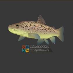 水族之斑点鱼 3DS模型