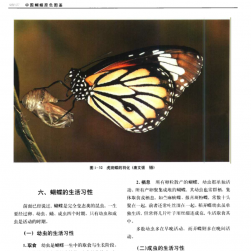 中国蝴蝶原色图鉴 PDF格式 百度网盘