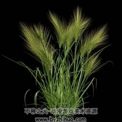 Wheat 小麦 C4D模型